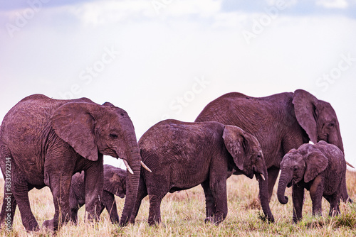Photography elephants in the wild