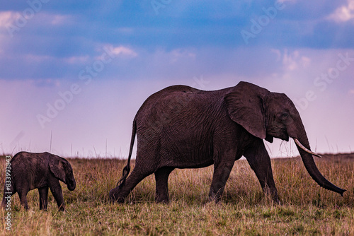 Photography elephants in the savannah