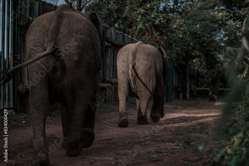 Photography elephants in the wild