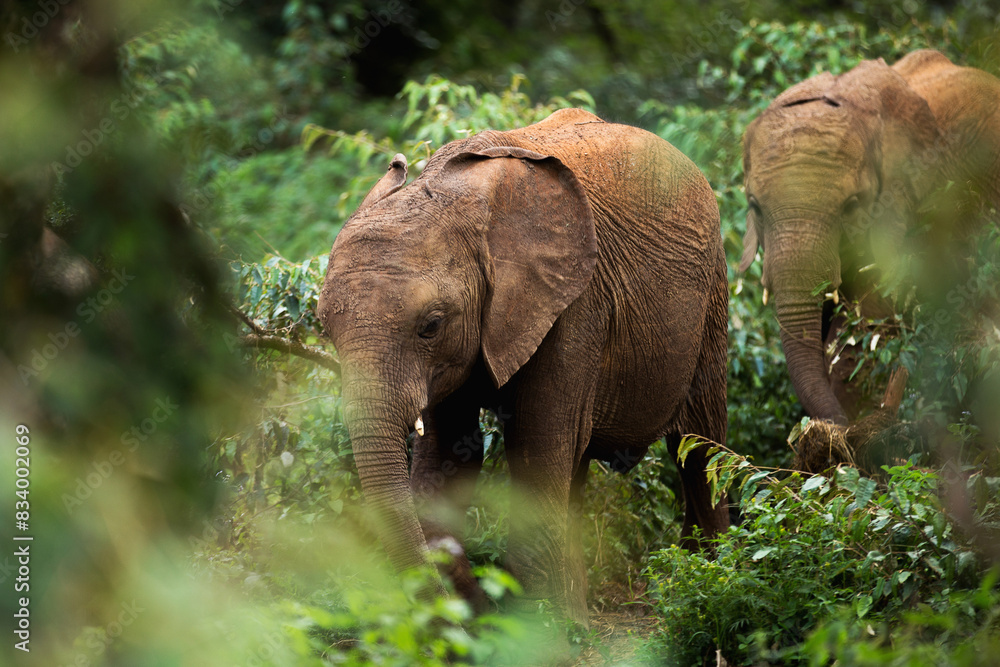 Fototapeta premium elephant in the zoo