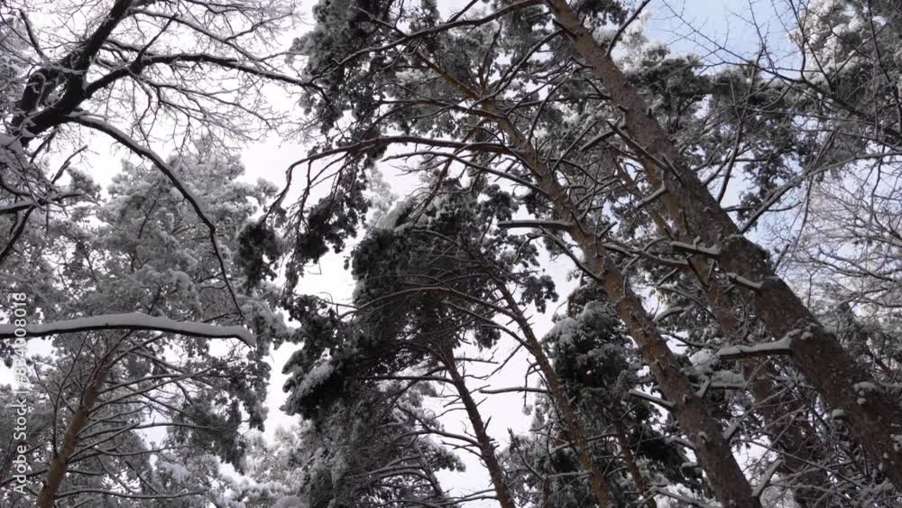Winter forest during a snowfall, slow motion. Winter forest during a snowfall, slow motion.