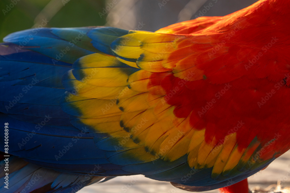 Fototapeta premium beautiful feather close-up of a scarlet macaw parrot bird