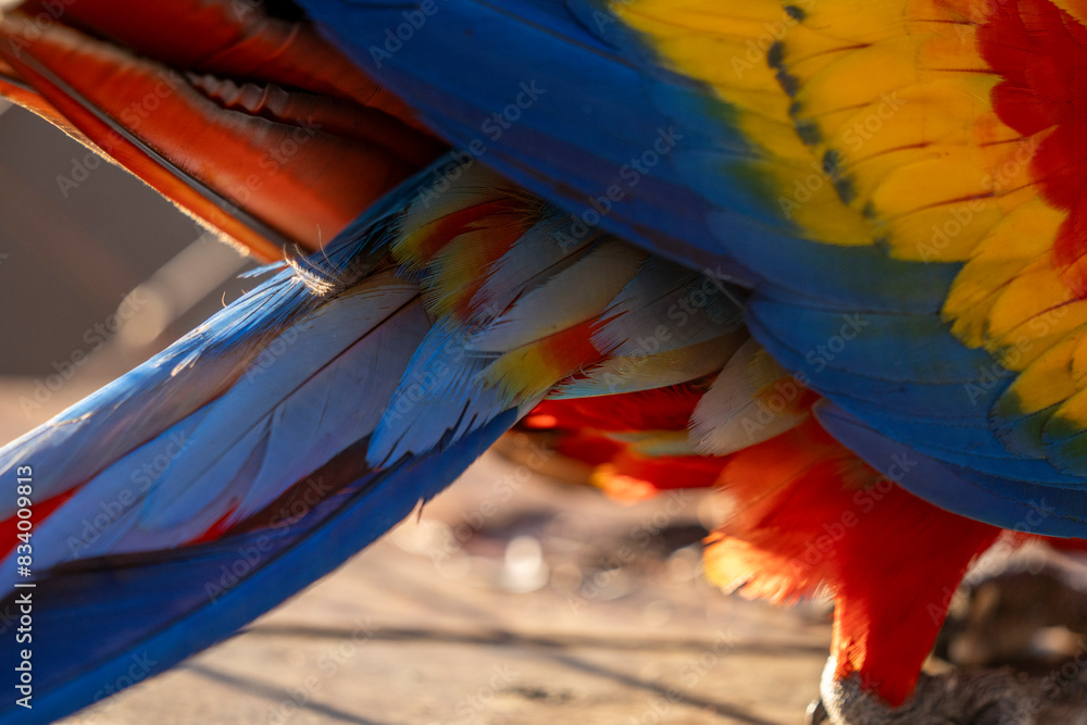 Obraz premium Scarlet macaw bird parrot Costa Rica paradise animal captured