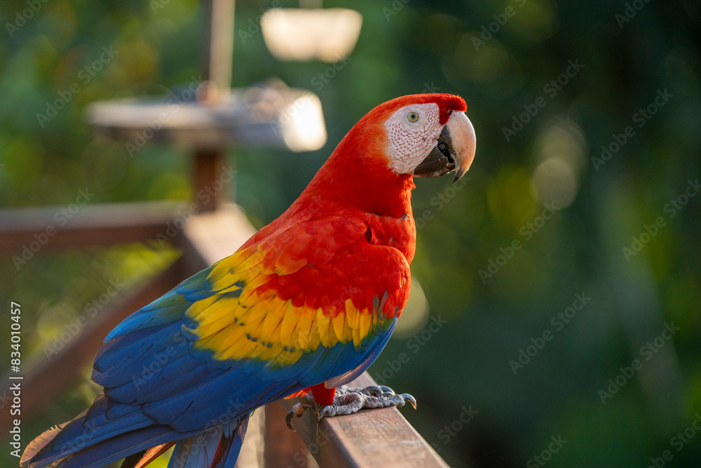 Scarlet macaw bird parrot Costa Rica paradise animal captured 
