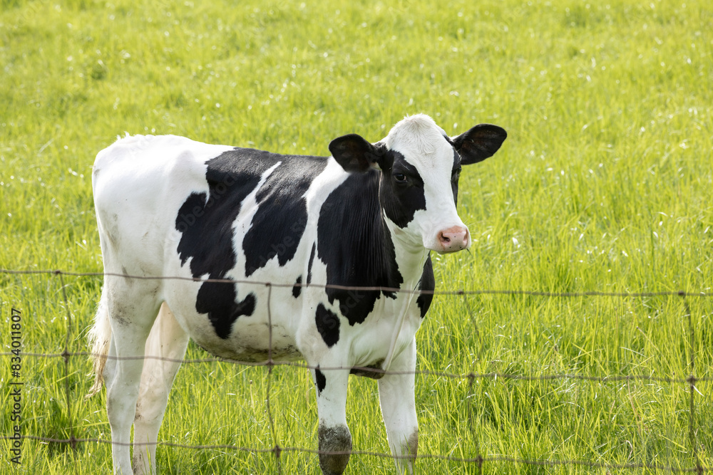 A black and white Holstein heifer calf in a field behind a fence A black and white Holstein heifer calf in a field behind a fence