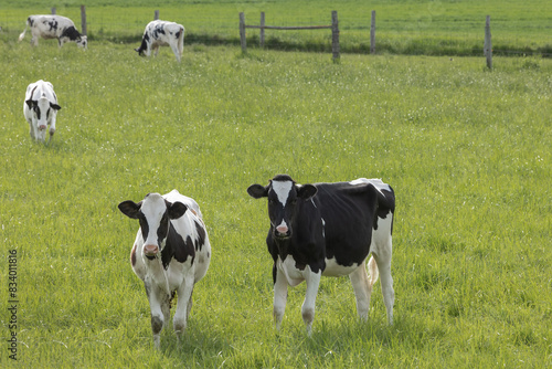 Photos Black and white Holstein heifer calves in a dairy farm field