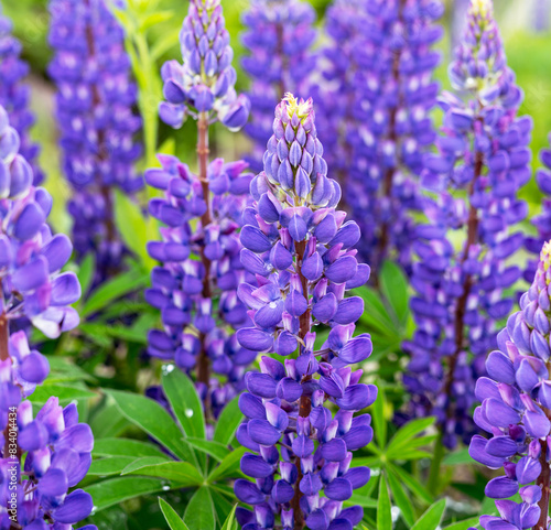 Blue violet lupine flowers growing in natural wild conditions in the mountains Botanical Garden Lupinus greeting card Poster design