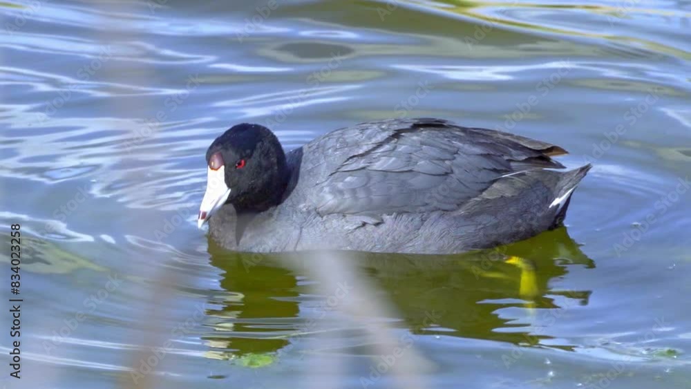 Insights into the American Coot: A Cinematic Journey at a Canadian Lake Insights into the American Coot: A Cinematic Journey at a Canadian Lake