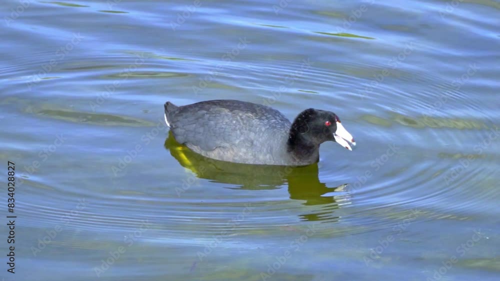 Insights into the American Coot: A Cinematic Journey at a Canadian Lake Insights into the American Coot: A Cinematic Journey at a Canadian Lake
