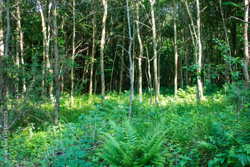 Fototapeta Naklejka Na Ścianę i Meble -  Las