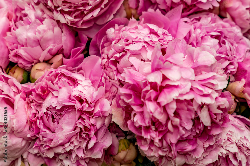 Pink flowers blooming peonies, bouquet. Pink flowers blooming peonies, bouquet.