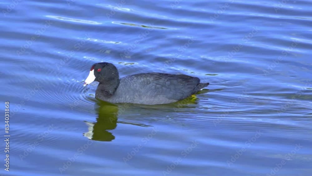 Insights into the American Coot: A Cinematic Journey at a Canadian Lake Insights into the American Coot: A Cinematic Journey at a Canadian Lake