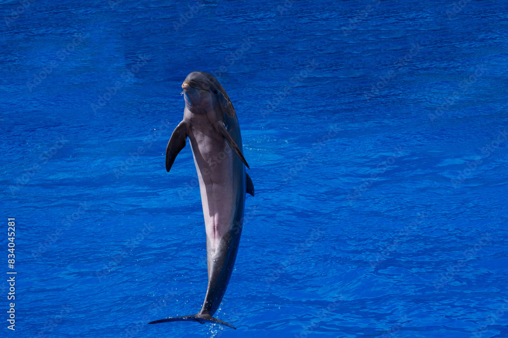 Bottlenose Dolphin, tursiops truncatus, Adult Leaping, Honduras