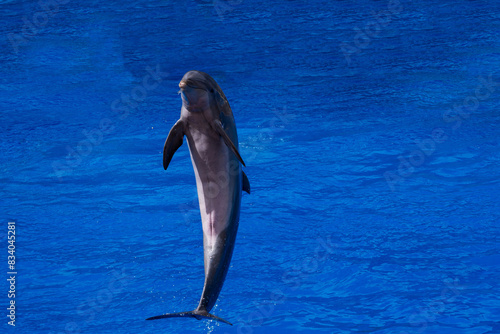 Obraz na płótnie Bottlenose Dolphin, tursiops truncatus, Adult Leaping, Honduras w salonie