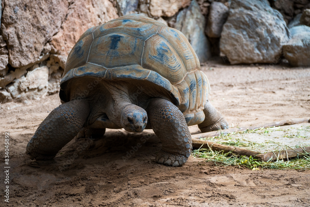 Cylindraspis triserrata Giant Tortoise
