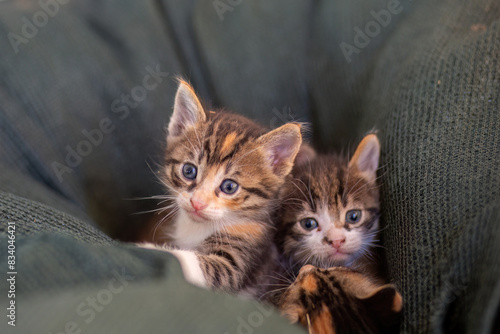 A newborn stray cat kitten in the nest