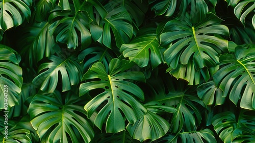  A close-up of a green, leafy plant with many green leaves on both sides