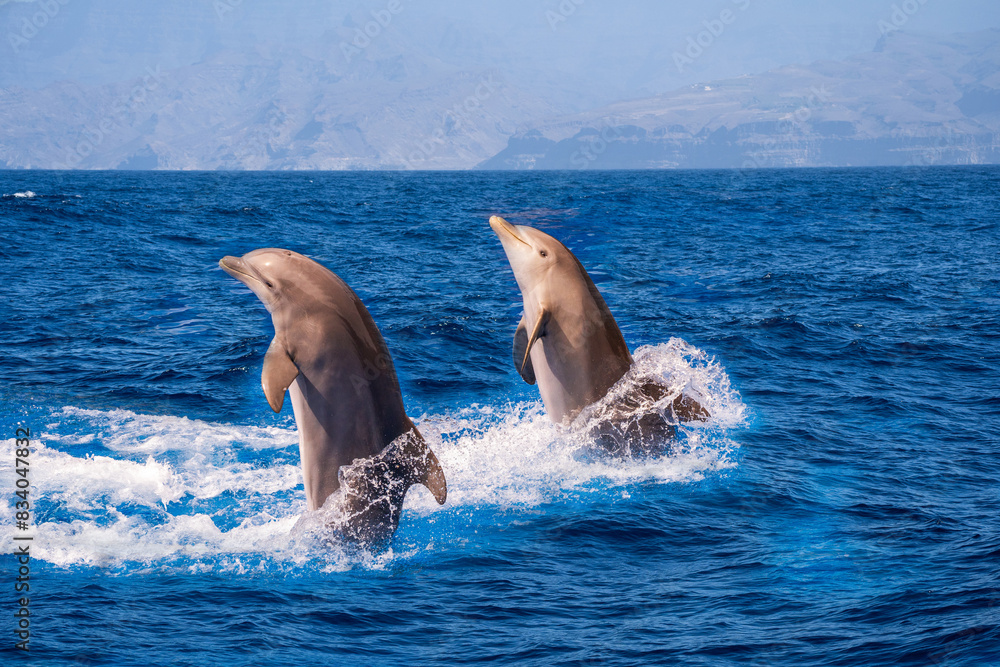 Bottle-nosed dolphin Tursiops truncatus jumping in mediterranean Sea in greece