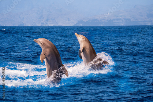 Obraz na płótnie Bottle-nosed dolphin Tursiops truncatus jumping in mediterranean Sea in greece w salonie