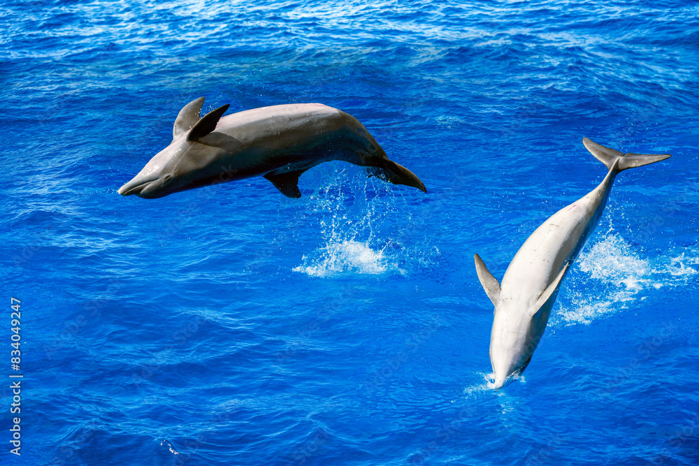 Group of dolphins jumping on the water - blue seascape aka Tursiops truncatus