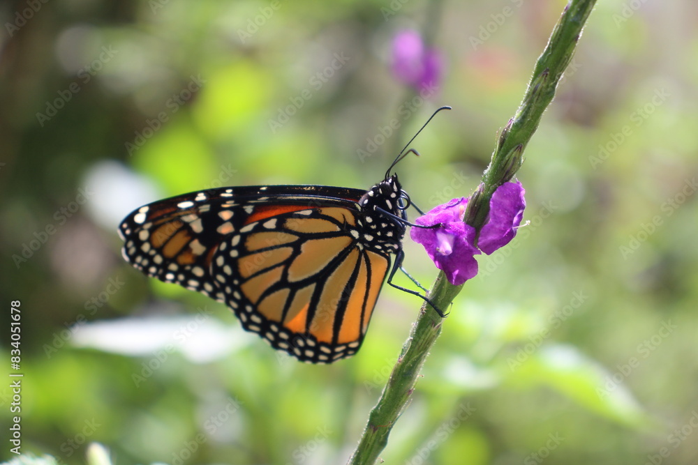 Butterfly at the Atitlan Natural Reserve, Panajachel, Lake Atitlan, Guatemala Butterfly at the Atitlan Natural Reserve, Panajachel, Lake Atitlan, Guatemala