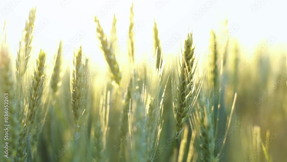 Authentic scenic wheat ears stem close-up. Sun rays and lens flares during gold hour sunset. Cinematic slow-motion of a healthy wheat field. Food production and agriculture concept Authentic scenic wheat ears stem close-up. Sun rays and lens flares during gold hour sunset. Cinematic slow-motion of a healthy wheat field. Food production and agriculture concept