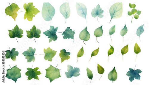 Set collection watercolor ivy leaves vector isolated on white background