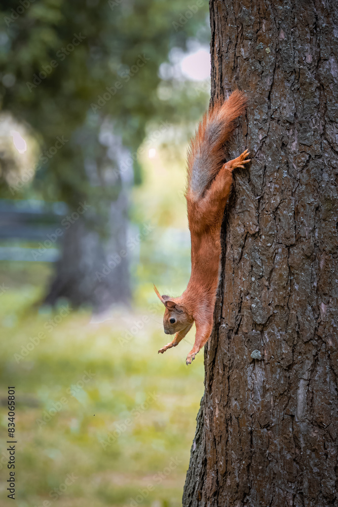 A red fluffy squirrel holds onto a tree trunk towards the camera lens on a cloudy summer day. 
