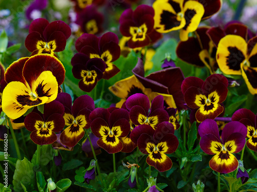 Canvastavla Tricolor violet , or Pansy ( lat