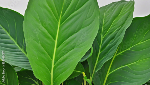 Enhance the garden with large  vibrant green leaves as a decorative base