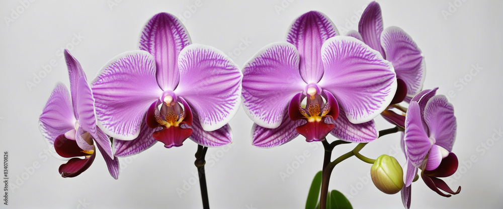 Fototapeta premium Elegant Purple Orchid Blossom on a White Background
