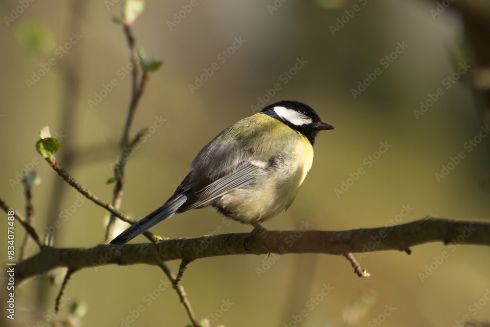 Cute tit (Parus major) sitting on a tree branch. Cute tit (Parus major) sitting on a tree branch.