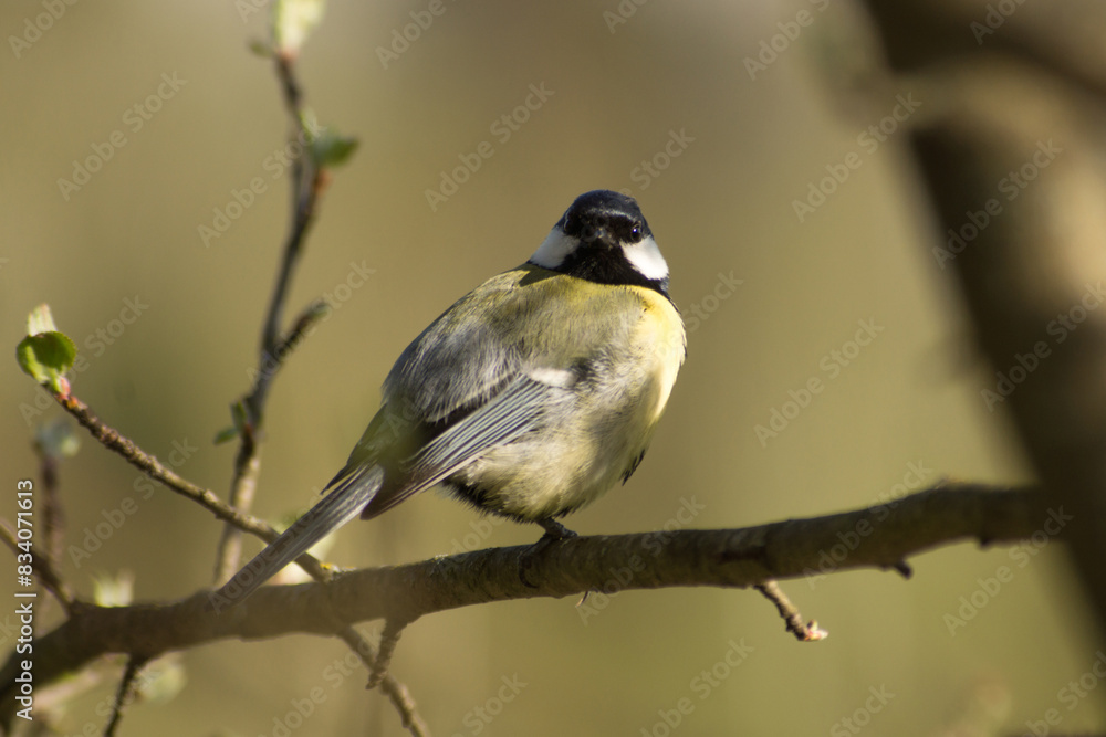 Obraz premium tit (Parus major)