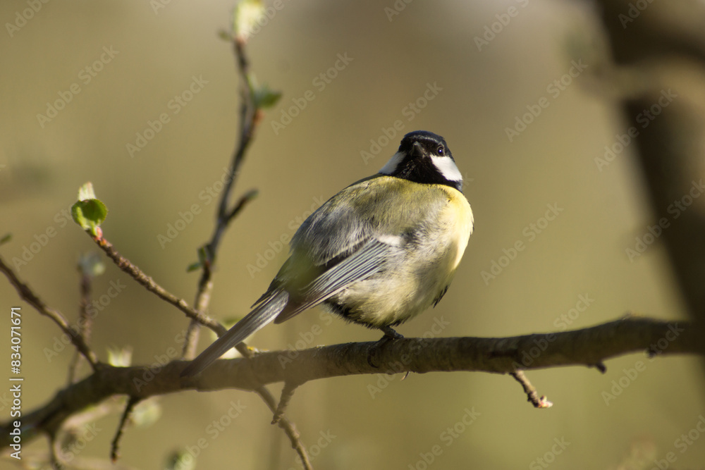 tit (Parus major)
