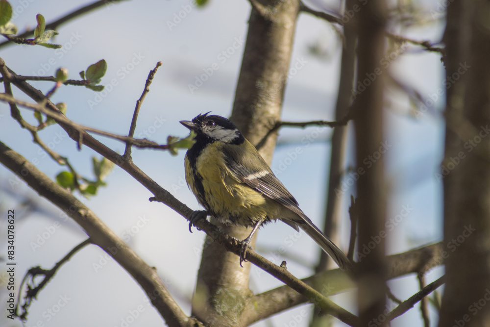 Fototapeta premium tit (Parus major) sitting on a tree branch.