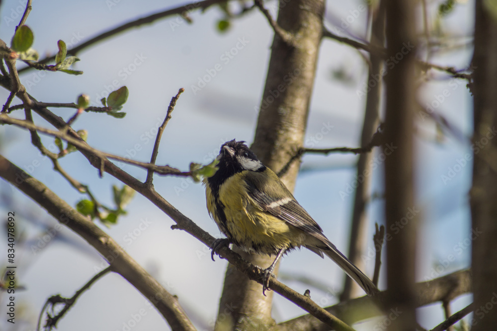 Fototapeta premium Sick tit (Parus major)