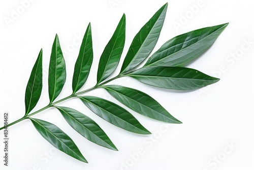 Long Leaves. Green Leaf Plant Isolated on White Background with Abstract Tree Branch