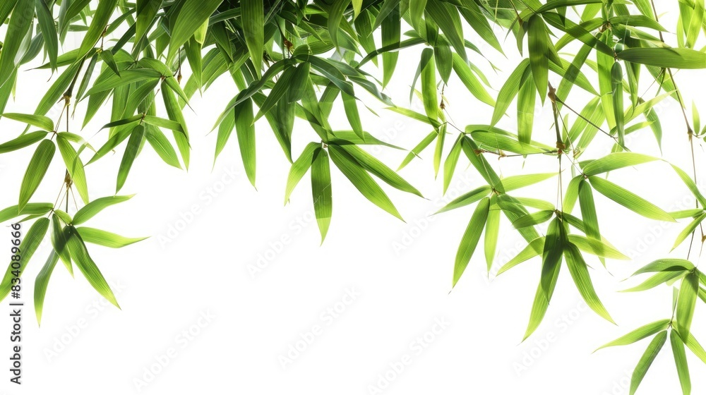 Bamboo Leaves Border. Asian Flora with Tree Branch Isolated on White Background Bamboo Leaves Border. Asian Flora with Tree Branch Isolated on White Background