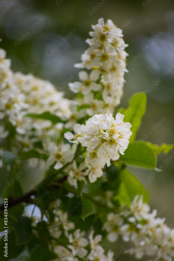 Bird cherry Bird cherry