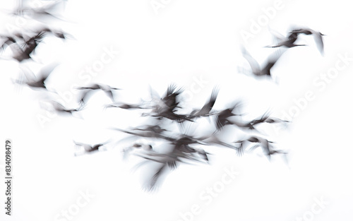 Abstract motion blur of cranes in flight against white background photo