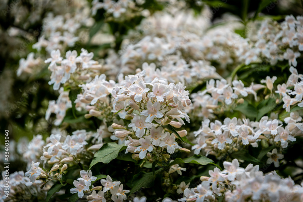 white and pink flowers of Abelia x grandiflora shrub white and pink flowers of Abelia x grandiflora shrub