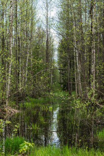 Spring flood of water in the forest. Wetland with dense forest. The sky  trees  grass are reflected in calm water. Forest landscape of wild impassable terrain