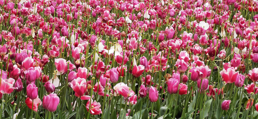 Field of blooming tulips in Keukenhof, Netherlands. The tulip is an ornamental flower of the genus of liliaceae plants, formed by a single flower on each stem