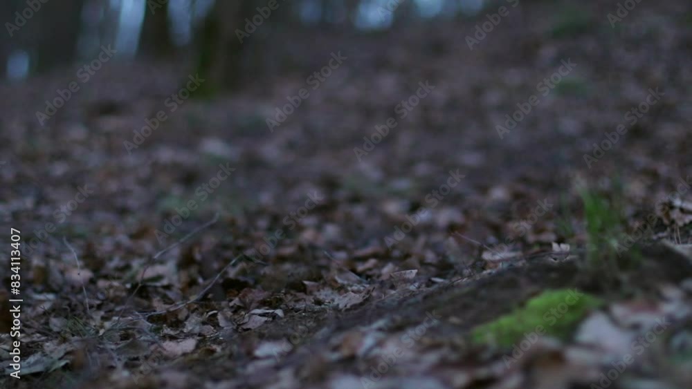 Blurry Leaf-Covered Ground in Forest Walk Blurry Leaf-Covered Ground in Forest Walk