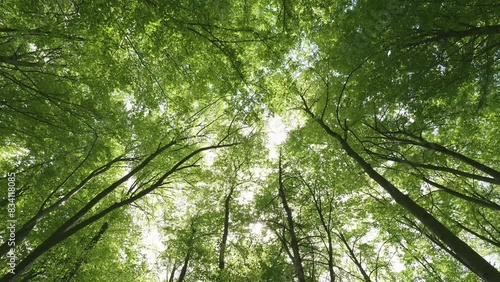 Peaceful nature with green trees in spring forest nature, up view panorama