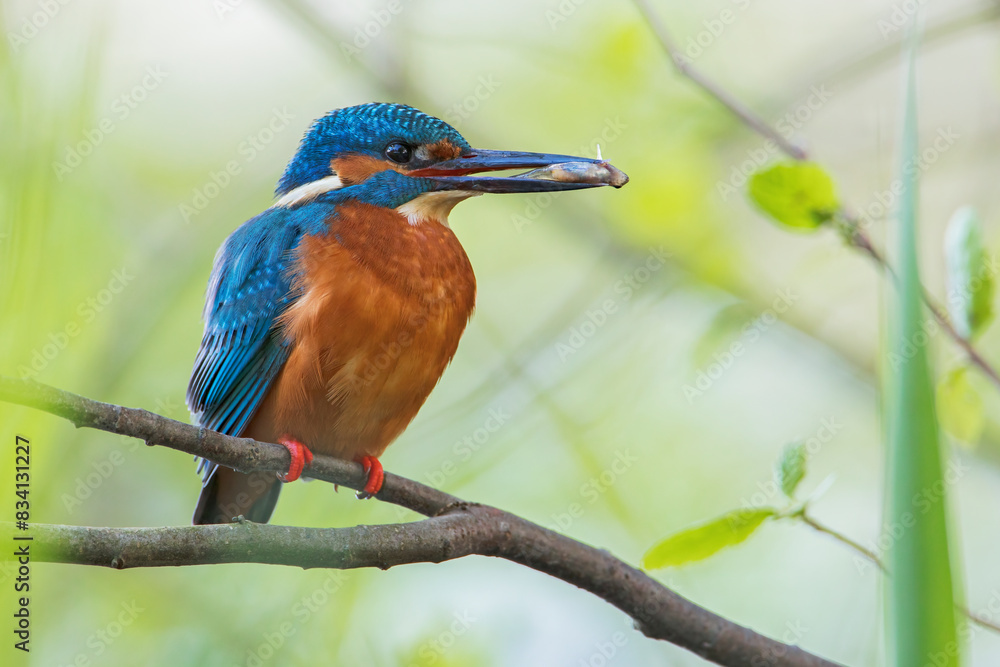 Obraz premium Common Kingfisher (Alcedo atthis) on branch with fish, the Netherlands