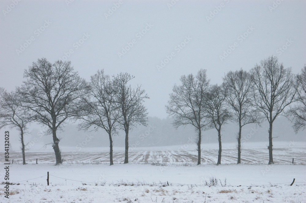 Brandenburg's Snow-Kissed Trees: Tranquil Winter Landscape Brandenburg's Snow-Kissed Trees: Tranquil Winter Landscape