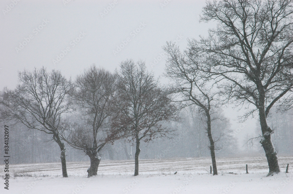 Brandenburg's Snow-Kissed Trees: Tranquil Winter Landscape Brandenburg's Snow-Kissed Trees: Tranquil Winter Landscape