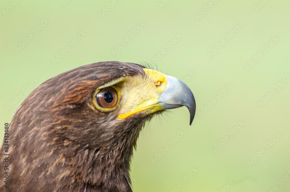Obraz premium portrait of a harris hawk, falconry concept. Parabuteo Unicinctus
