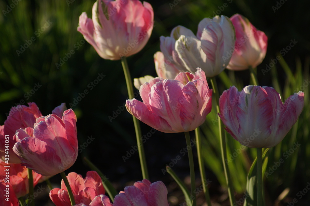 Obraz premium pink tulips in spring